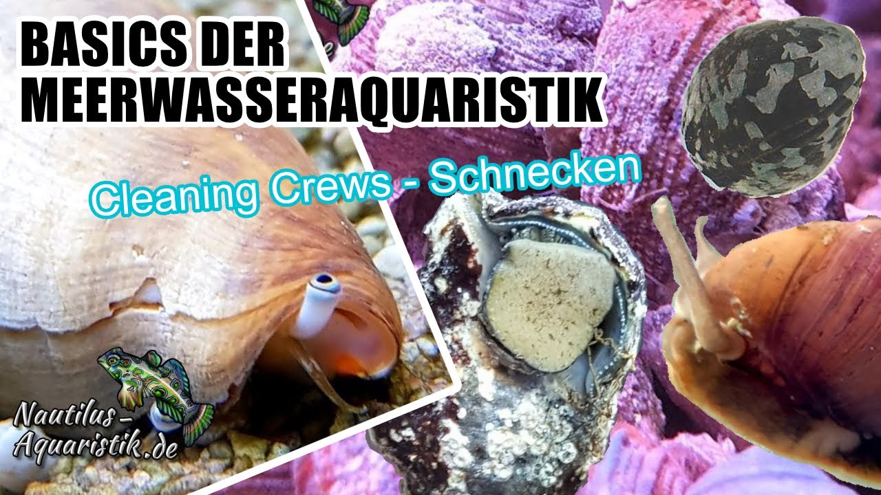 Basics der Meerwasseraquaristik - Cleaning Crews - Schnecken