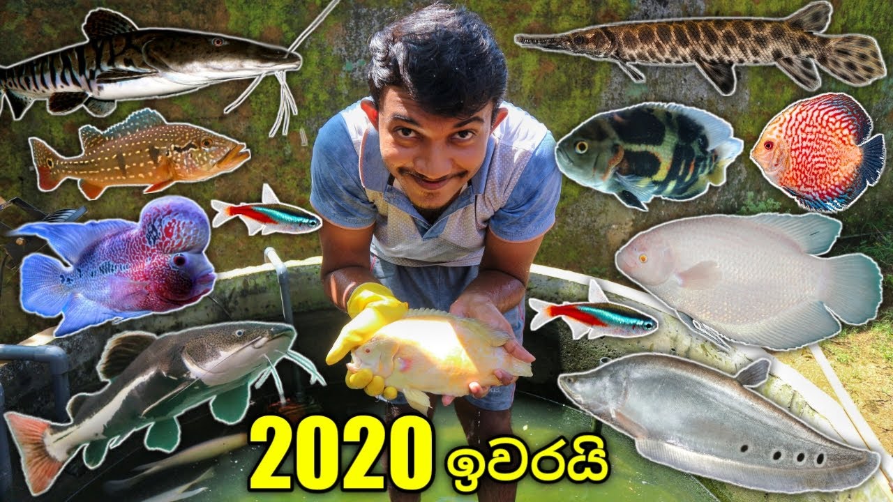 අවුරුද්දේ අන්තිම ඔක්කෝම මාළු !!! | ALL my fish at last!