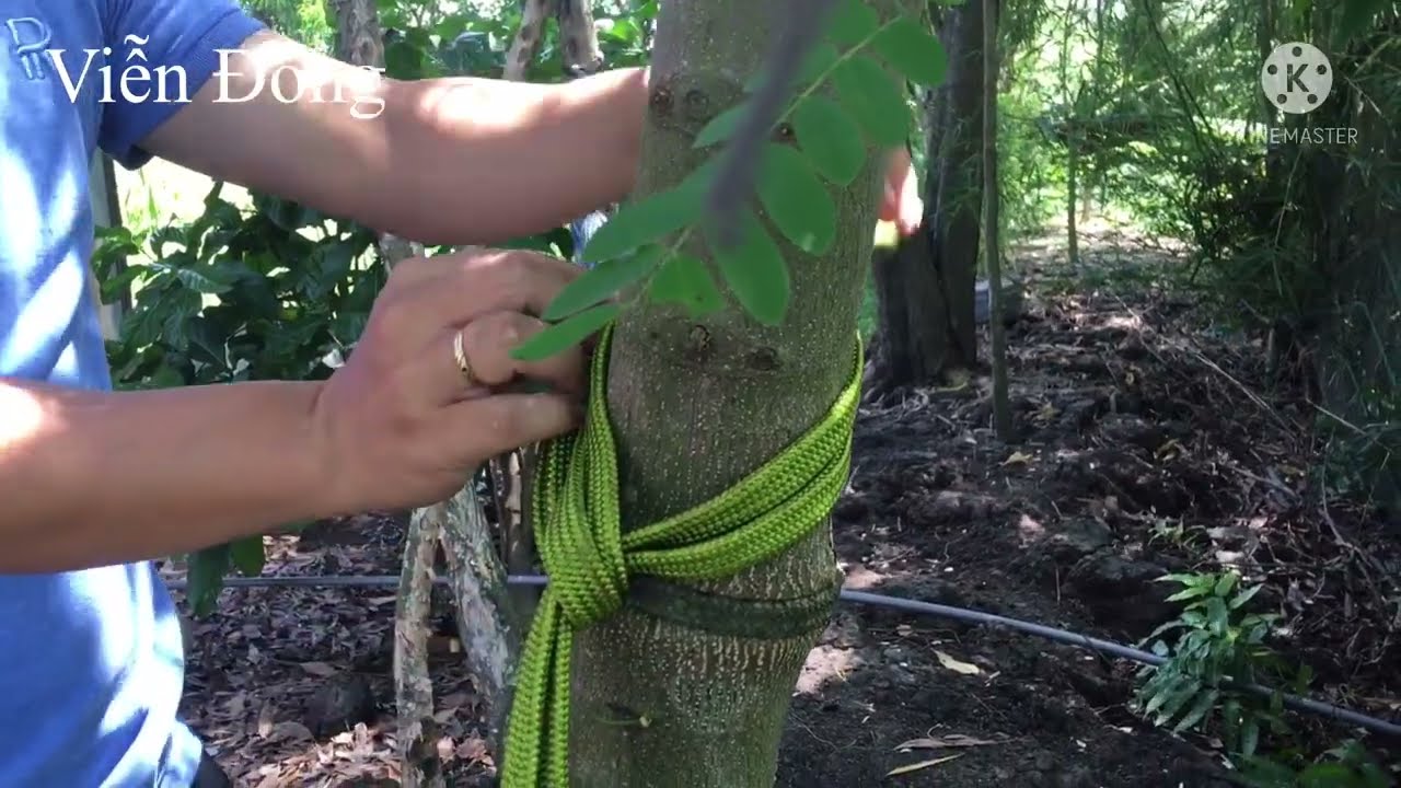 NÚT DÂY MẮC VÕNG [NÚT DÂY ỨNG DỤNG THI CHỈ HUY ĐỘI GIỎI]