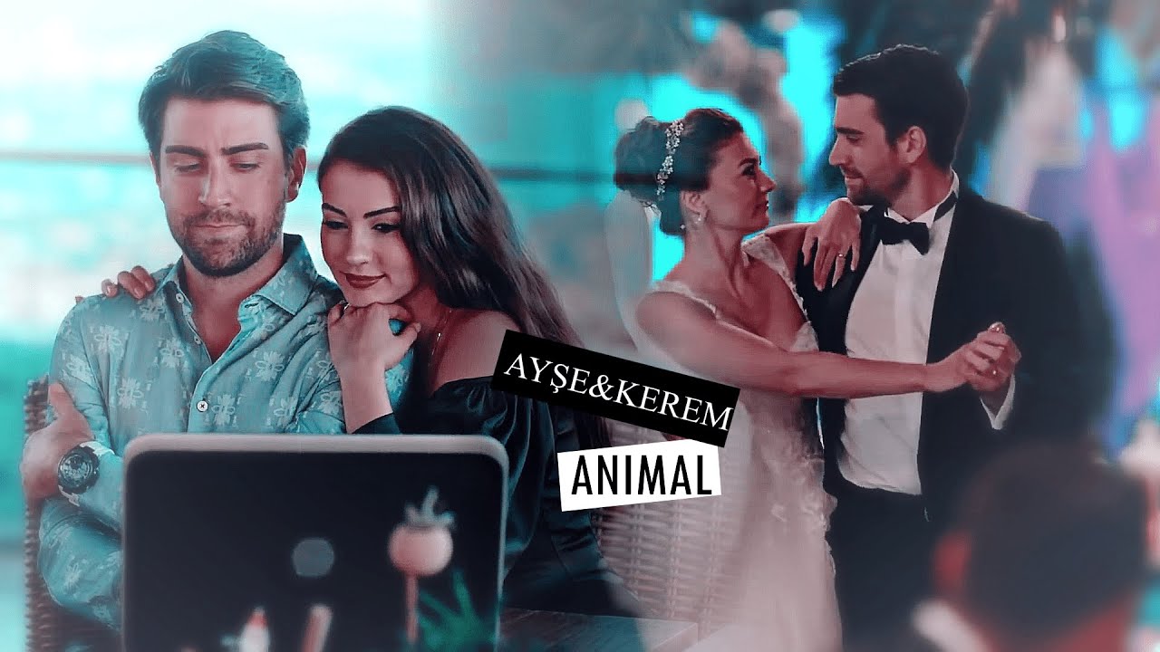 Ayşe & Kerem || ANIMAL