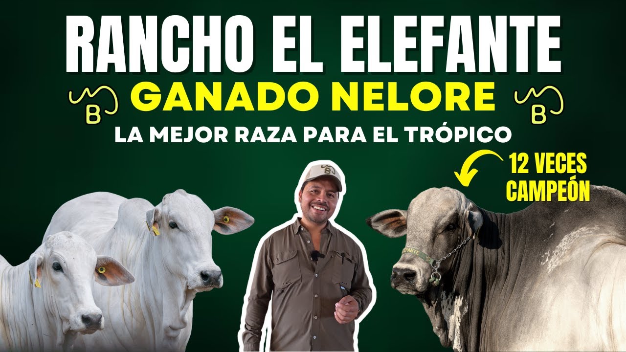 RANCHO EL ELEFANTE: GANADO NELORE QUE ESTÁ DOMINANDO LA GANADERÍA MODERNA 🐂 🥩