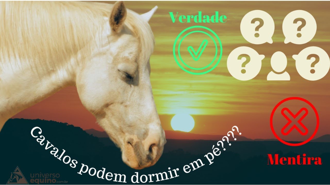 Cavalos dormem em pé... Verdade ou Mito???