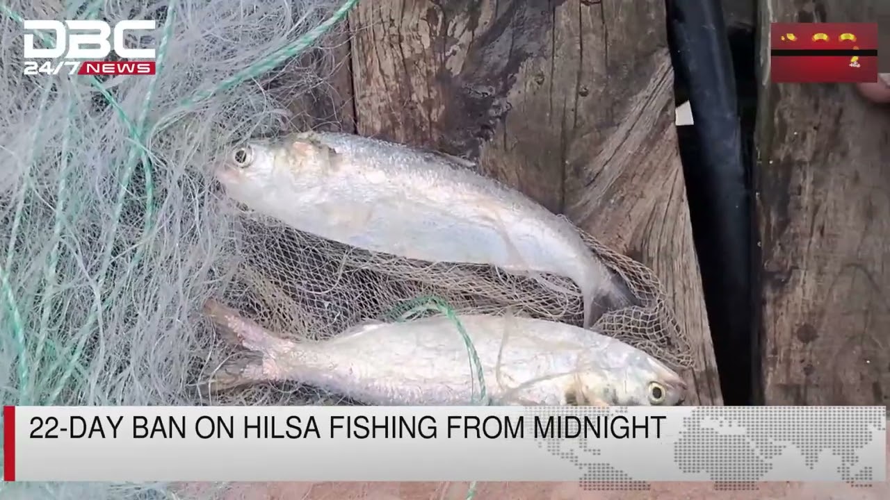 22-day ban on Hilsa fishing from midnight | DBC NEWS
