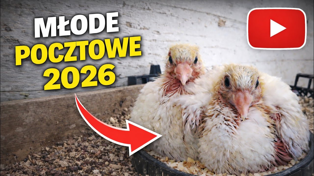 Łęgi 2026 ROZPOCZĘTE ! 🕊 Młode pocztowe
