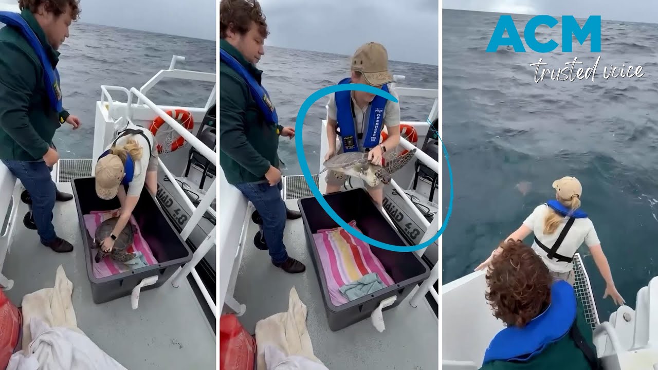 Green sea turtle re-released after recovering from fishing line entanglement