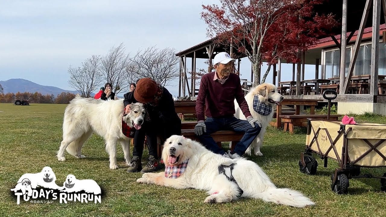 高原の牧場でのんびりしたルンルンとアランとベルです　Great Pyrenees　グレートピレニーズ