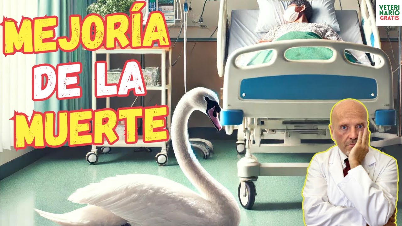 💘 EL CANTO DEL CISNE LA EXTRAÑA MEJORIA ANTES DE LA MUERTE O LUCIDEZ TERMINAL 💘 (ft INDOCHINA)