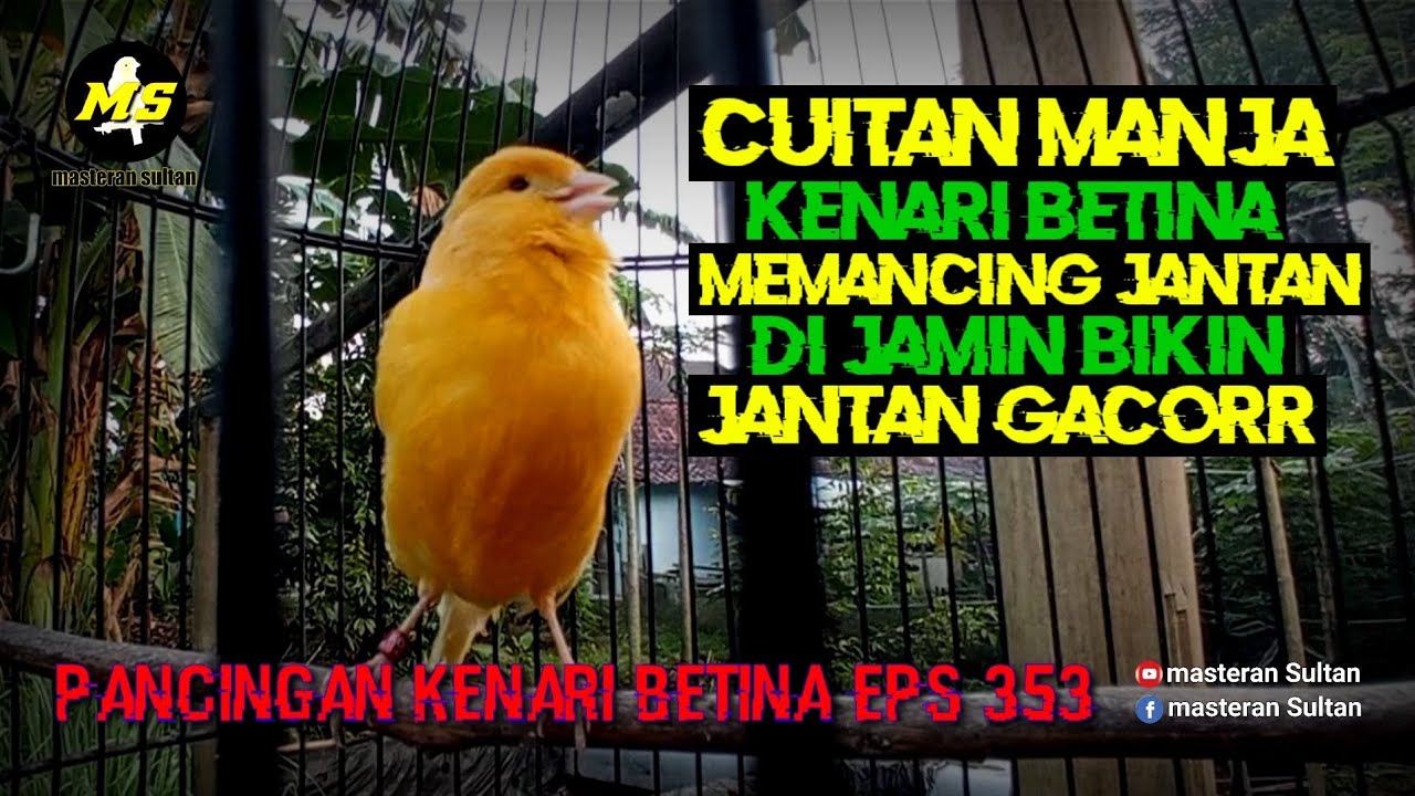 PANCINGAN KENARI BETINA MEMANGGIL JANTAN EPS 353 #pancingankenaribetina #masteran #kicaumania 