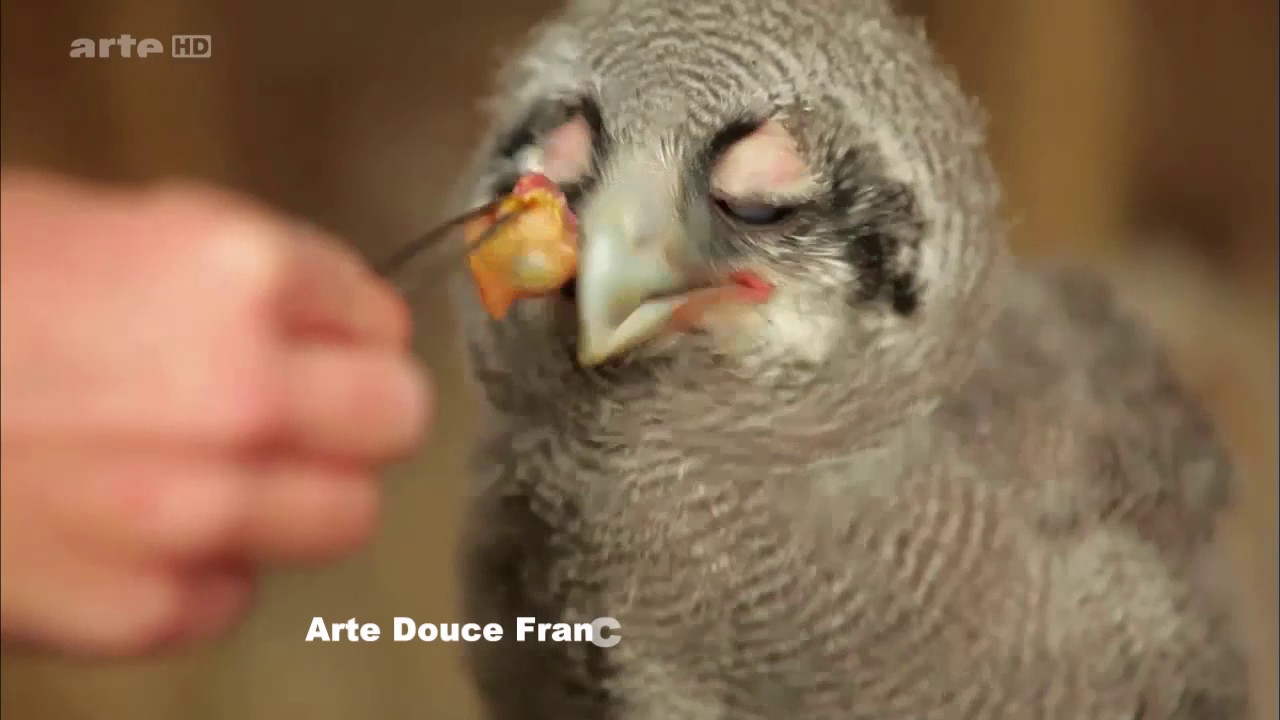 le travail en coulisse du bal des oiseaux fantômes du Puy du Fou (Académie de Fauconnerie )