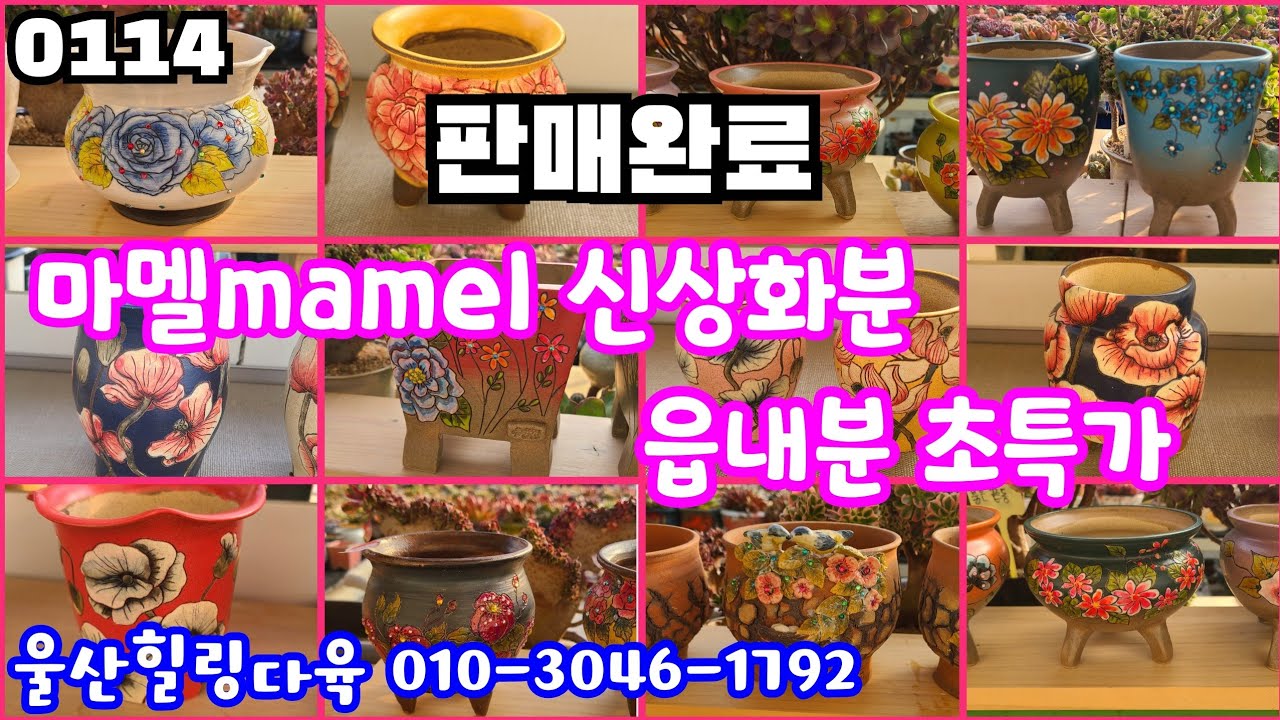 26년01월14일(판매완료)#울산힐링다육 010-3046-1792 #다육판매 #화분판매 #마멜신상화분. 읍내분 새화분을 중고가격으로~~
