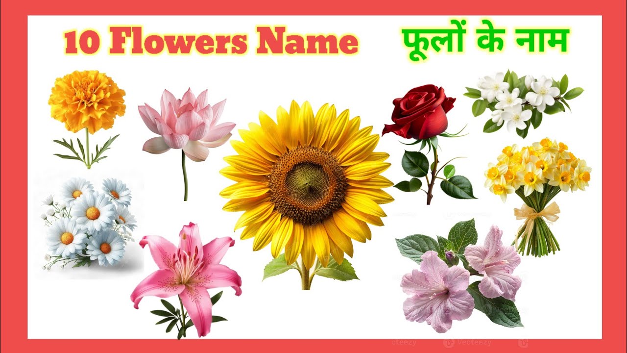 फूलों के नाम | Flowers Name | #shorts  #flowers #flowersname