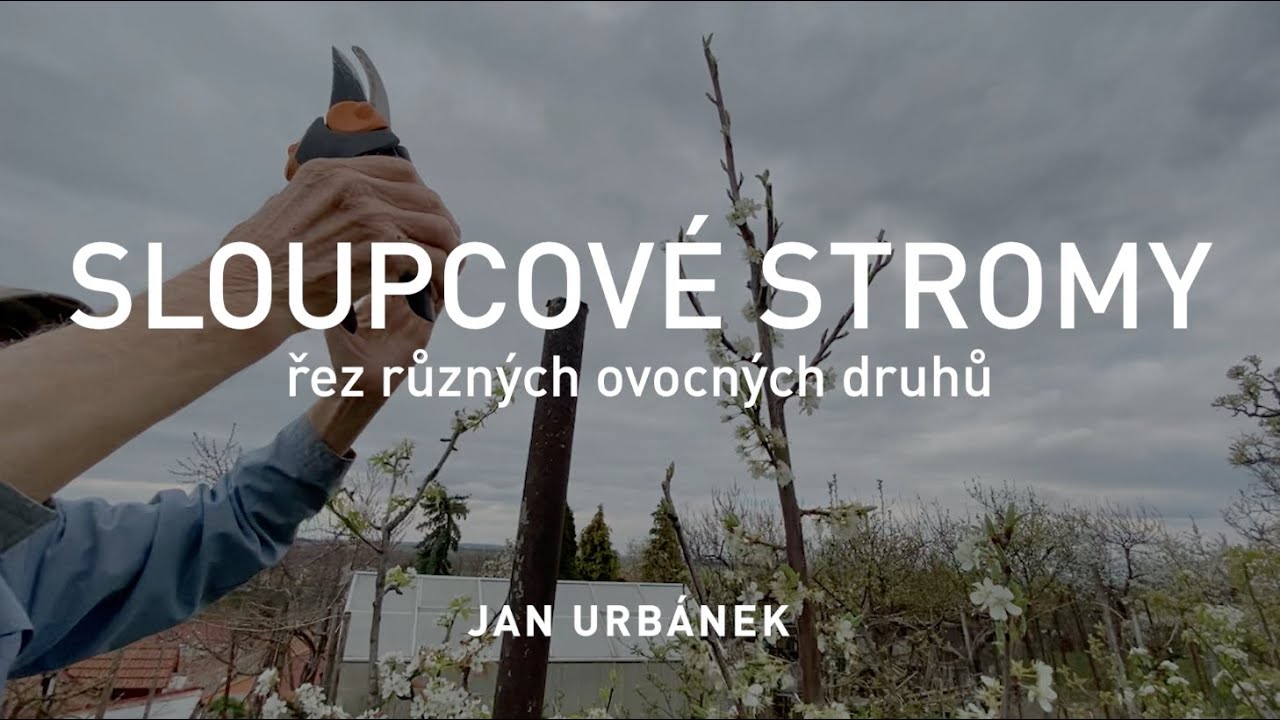 SLOUPCOVÉ STROMY