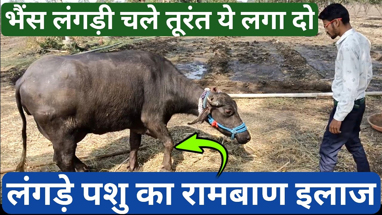 Pashu ke pair me moch aana | Lameness in buffalo treatment | pashu ka langda kar chalna | hada vet |