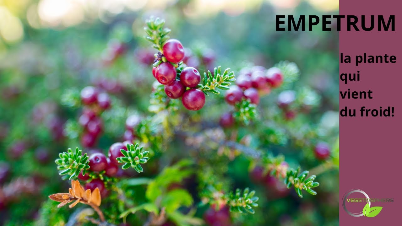 Empetrum, la plante venue du froid ! #Empetrum #vegetosphere #plantedeterredebruyère #camarinenoire