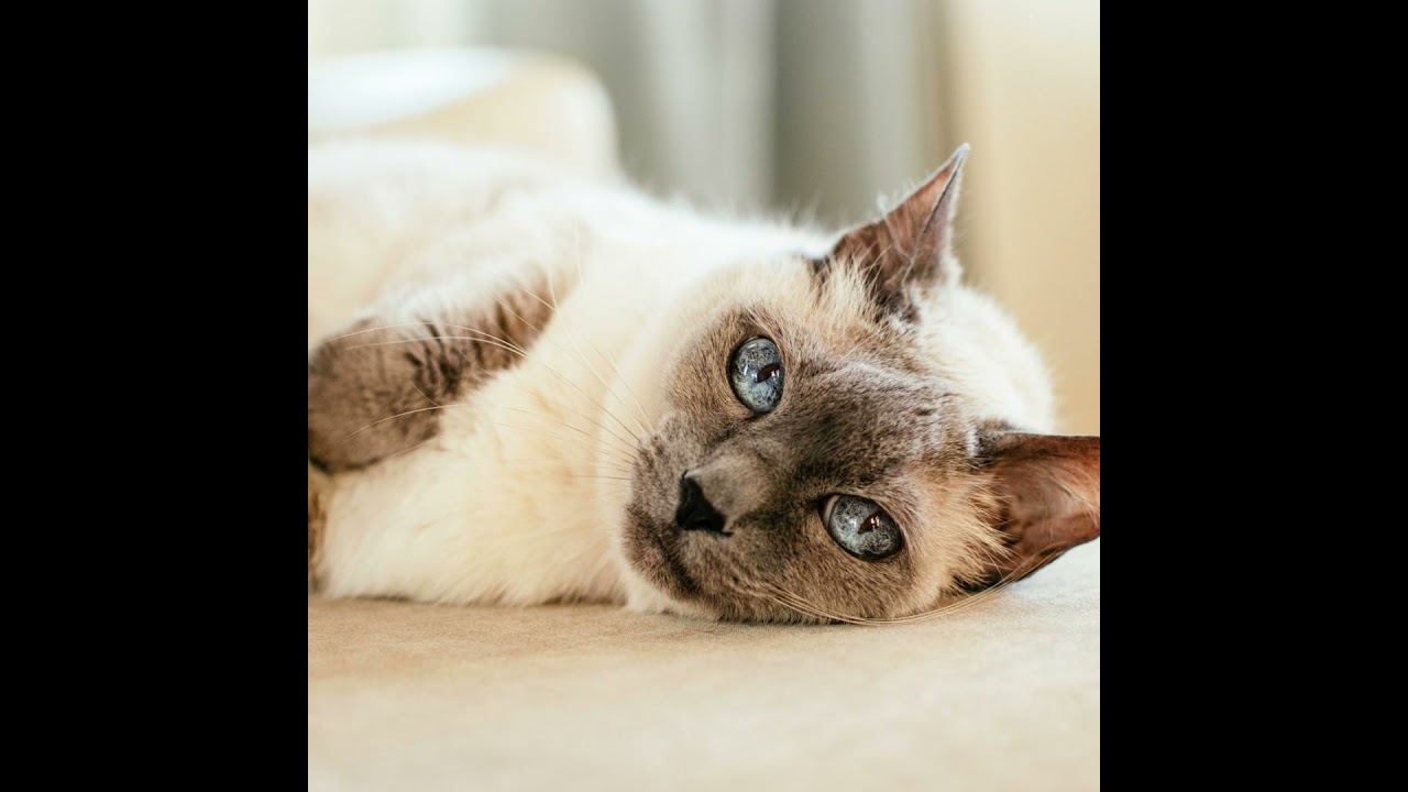 Advances in the Treatment of Feline Diabetes Mellitus