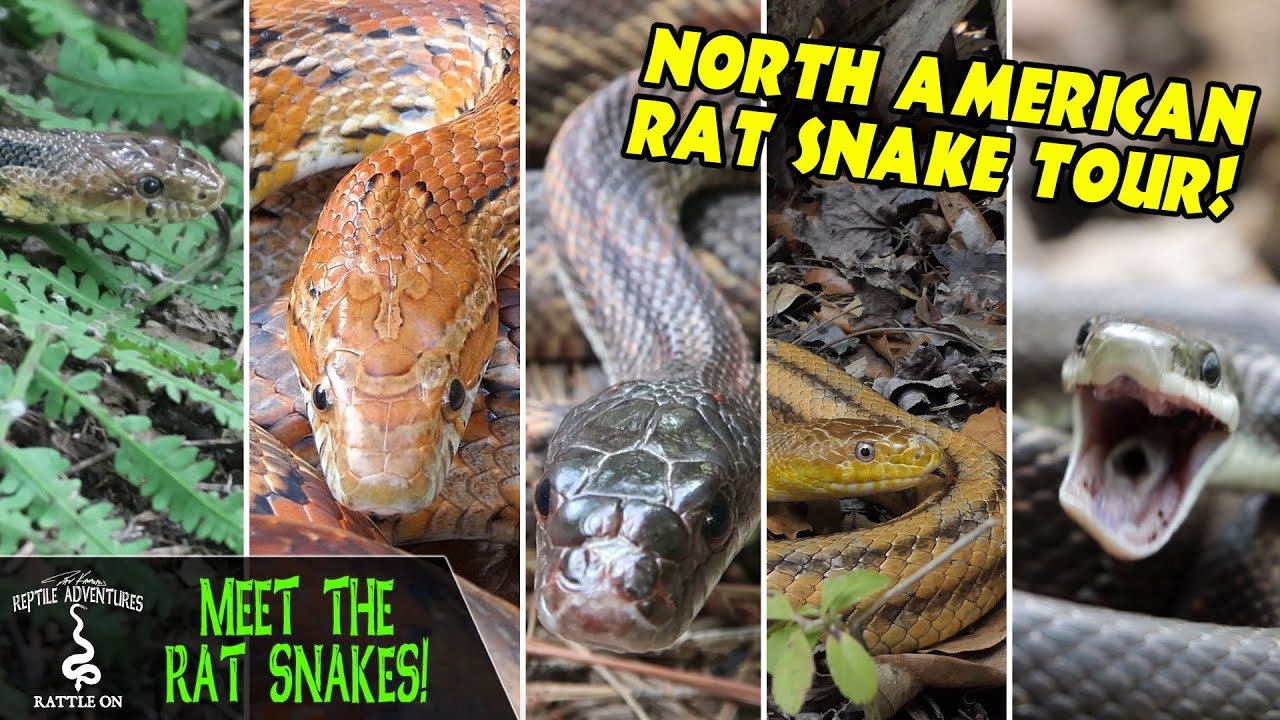 MEET THE RAT SNAKES!