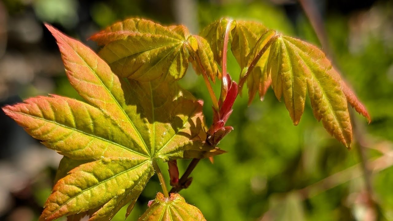 Two Circinatum Hybrid Cultivars that Anyone Can Grow 4-21-25