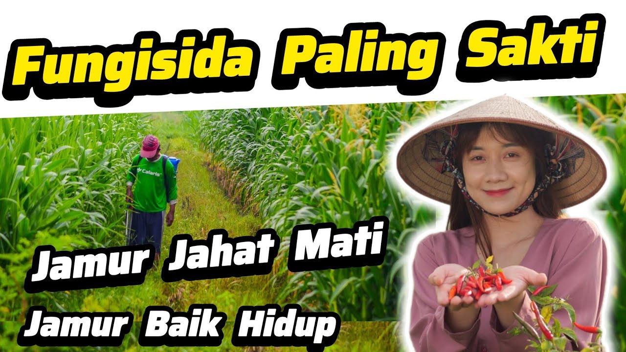 ♻️ Fungisida Paling Ampuh Basmi Hama Jamur Patogen Penyebab Busuk Daun Batang Akar - Busuk Buah ♻️