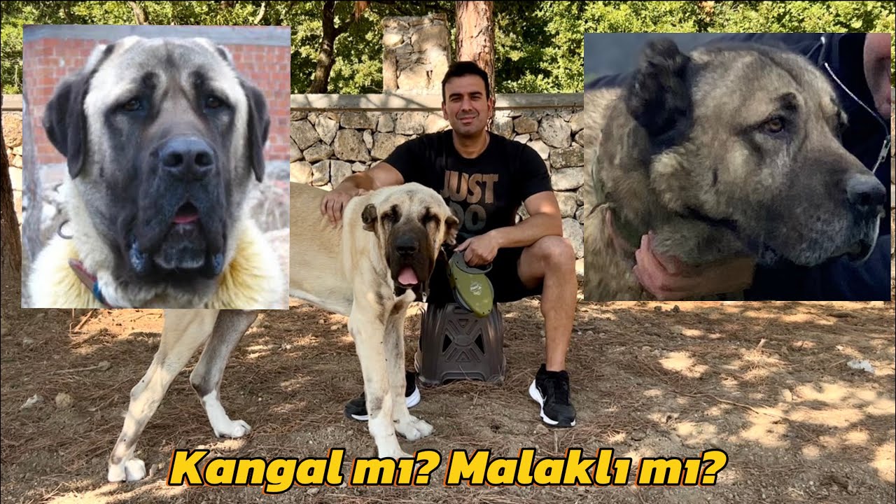 Kangal mı ? Malaklı mı ?   Neden malaklı besliyorum 