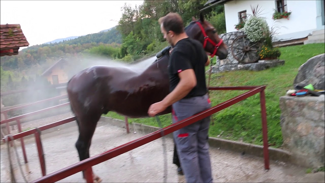 Lipizzaner Wallach - Siglavy Canissa