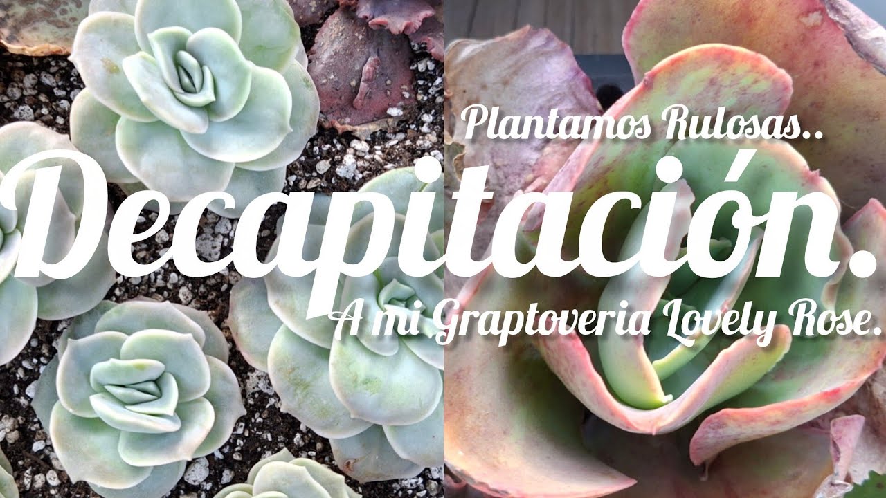 Plantamos y Decapitamos Lovely Rose.  #suculentas #plantas #flowers #plants 