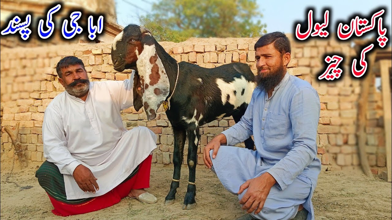 Real Example Of A Successful Goat Farmer - This Young Man Started Goat Farming With Just 1 Goat
