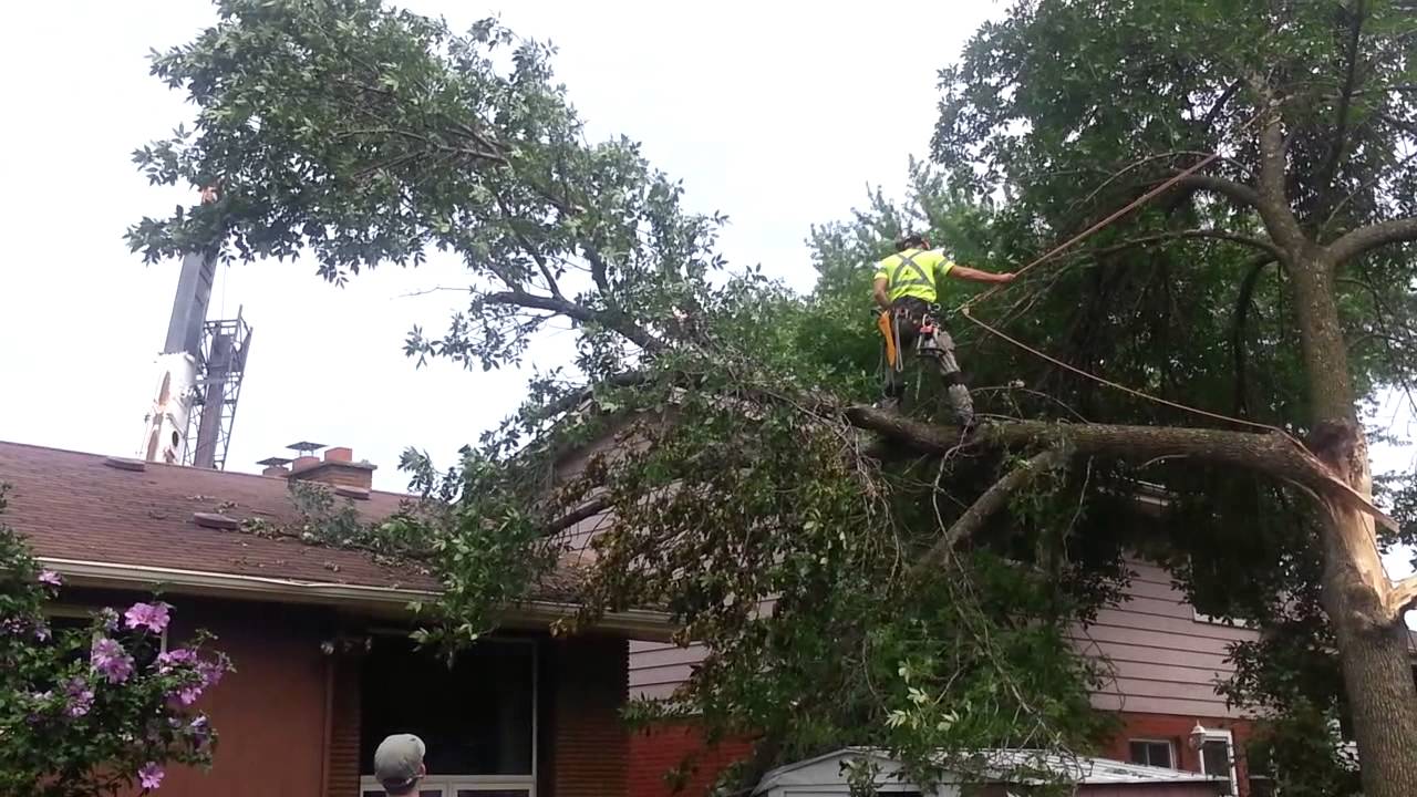 Storm damaged tree removal part 1