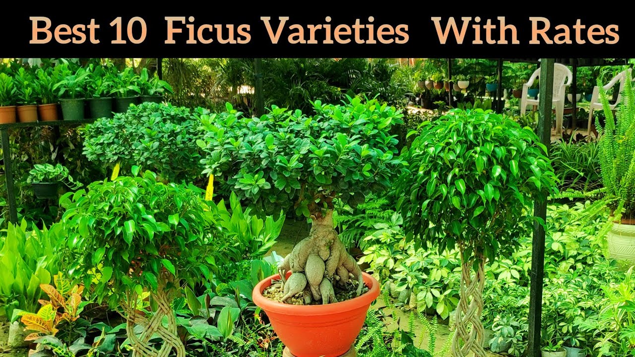 Best top 10 ficus varieties for pots with names, ficus के दस एक से बढ़कर 1 खूबसूरत पौधे Bonsai ficus