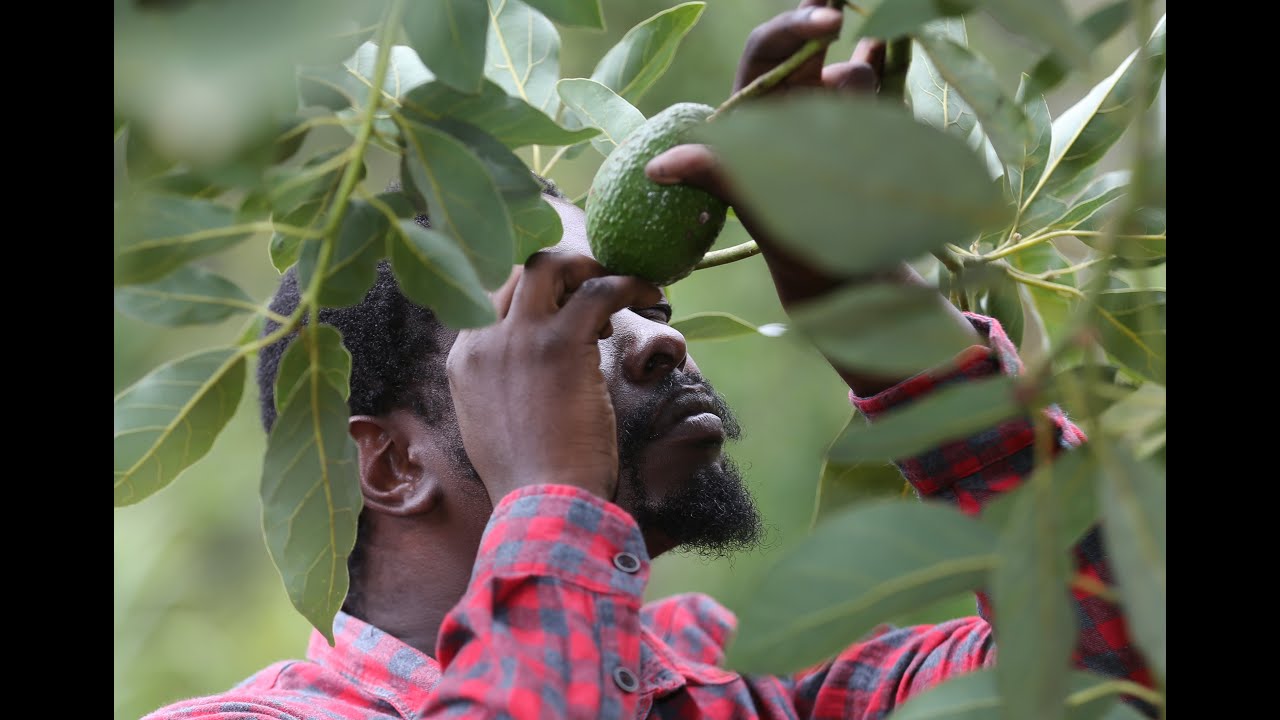 IPM Avocado Training