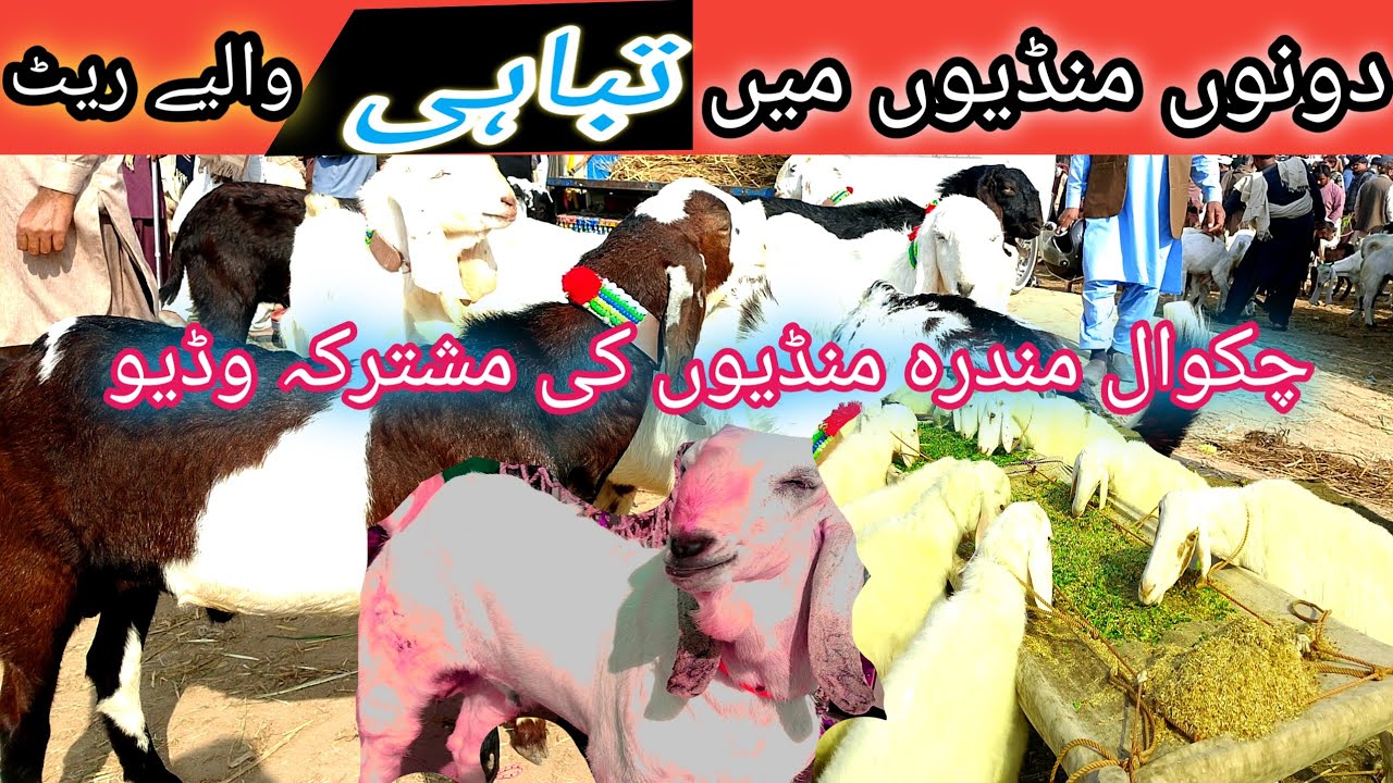 Chakwal Mandra Mandi ki ak Sath update|chakwal Mandi|Mandra Mandi 