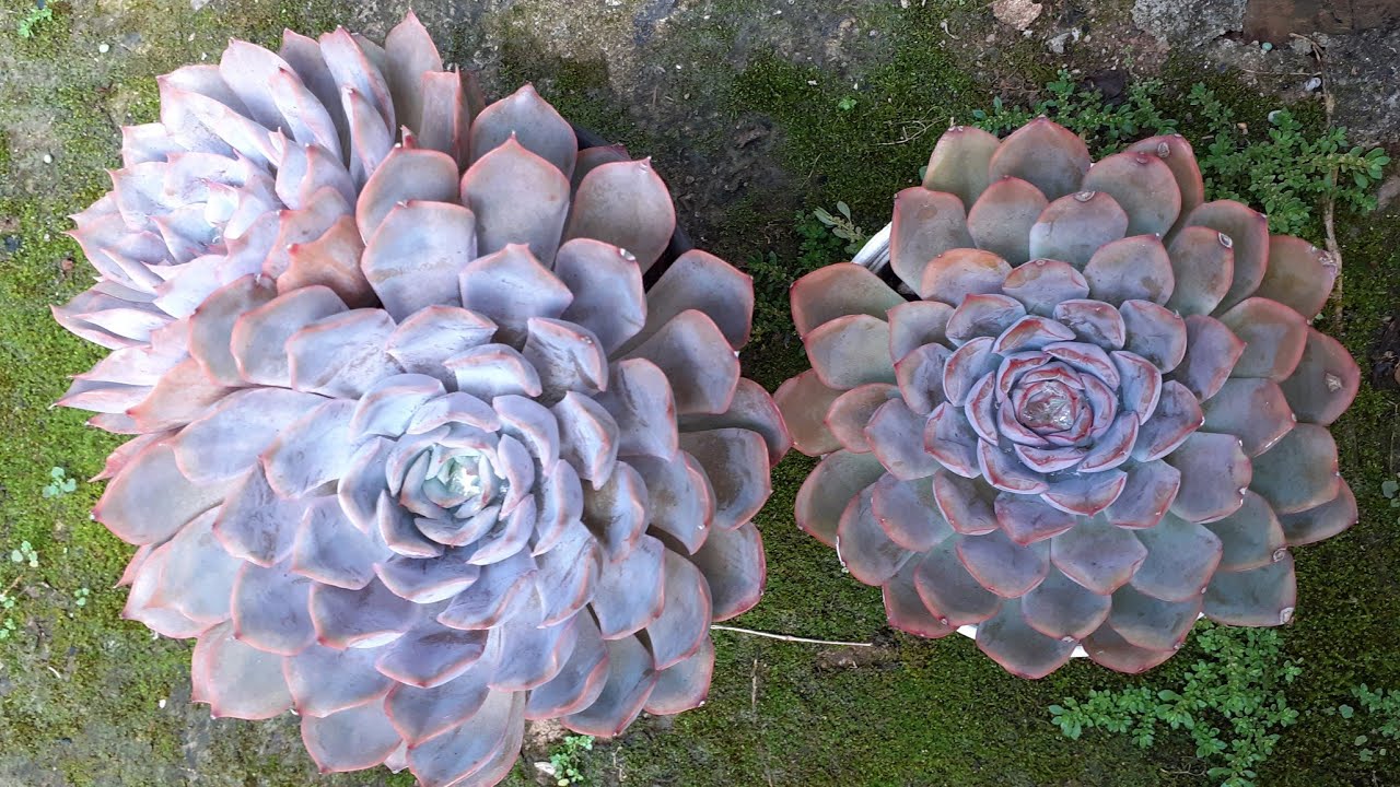 Diferenças entre Suculenta echeveria Orion × Hércules + motivos claros porque não faço vendas online
