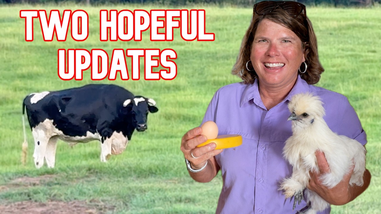 Are Those Baby Chicks? And a Moody Update!