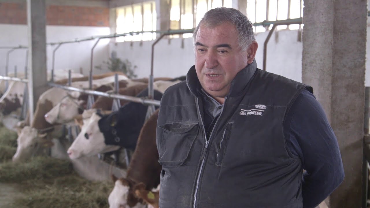 Farma krava i proizvodnja mleka porodice Rajic - U nasem ataru 878