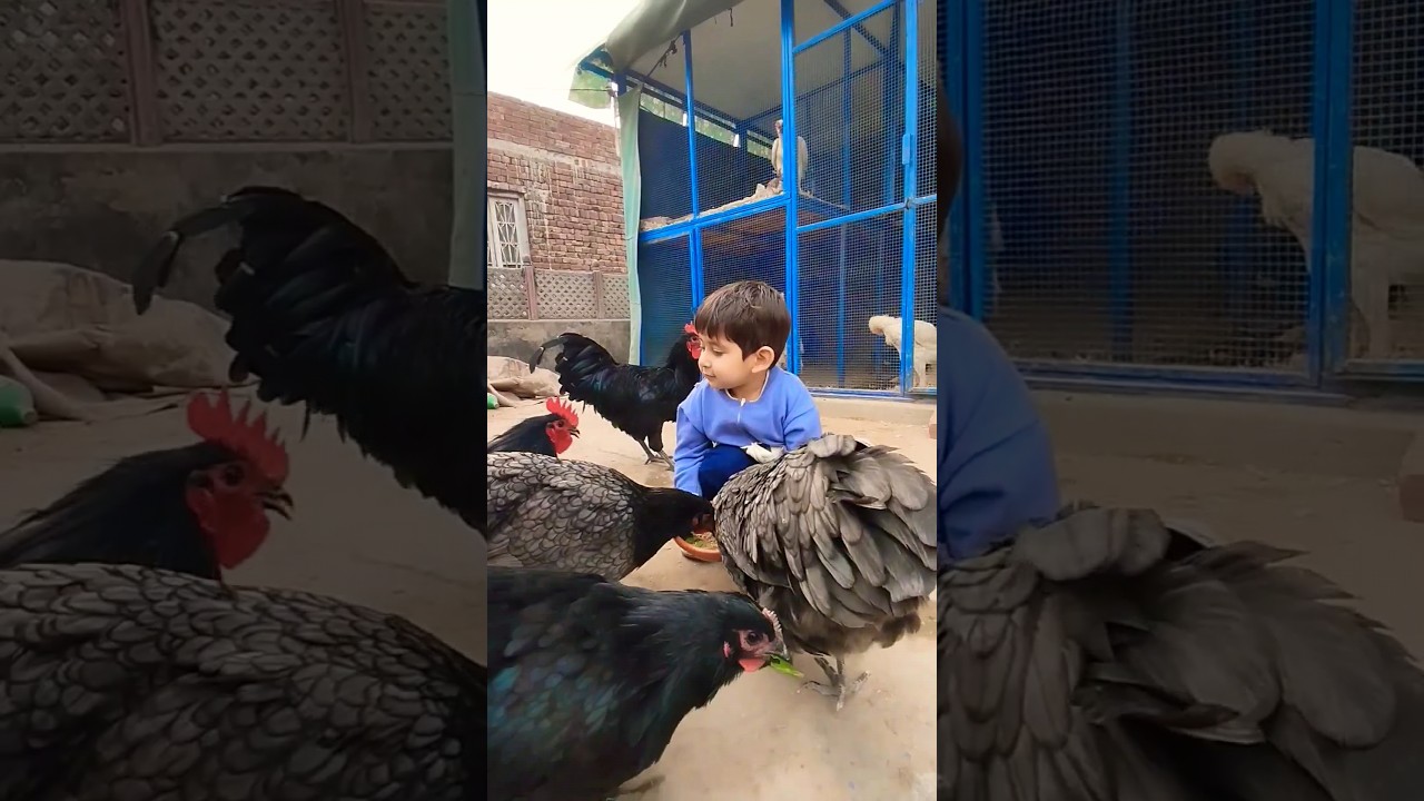 Blue Astralop chicken #chicken #poultryfarming #Astralop #shorts