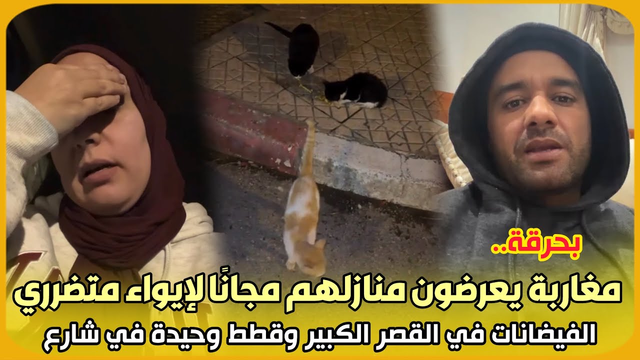 بحرقة..تضامن مغاربة يعرضون منازلهم مجانًا لإيواء متضرري الفيضانات في القصر الكبير وقطط وحيدة في شارع