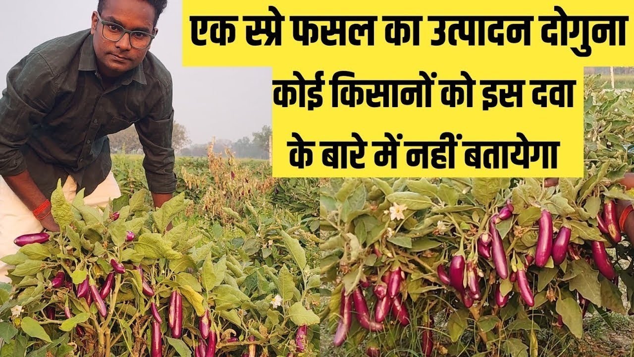 स्प्रे करते फसल में बंपर उत्पादन । सीक्रेट दवा किसान नहीं बतायेगा 1 स्प्रे और Female फूल की भरमार