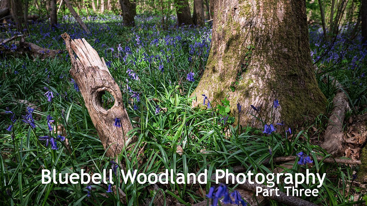 Finding Order Amongst The Chaos | Bluebell Woodland Photography