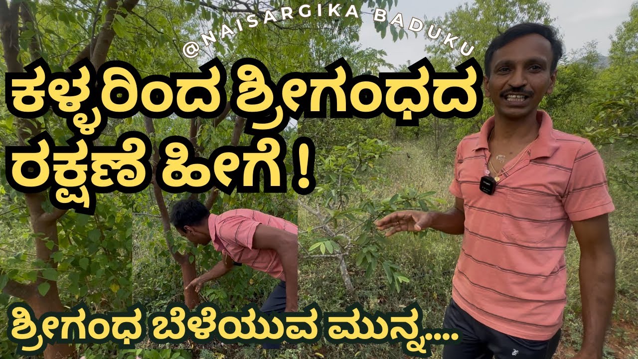 ಶ್ರೀಗಂಧ ಬೆಳೆಯುವ ಮುನ್ನ ನೋಡಲೇಬೇಕಾದ ವಿಡಿಯೋ | ಕಳ್ಳರಿಂದ ಶ್ರೀಗಂಧದ ರಕ್ಷಣೆ ಹೀಗೆ | Sandalwood Farming | 🇮🇳💛❤️