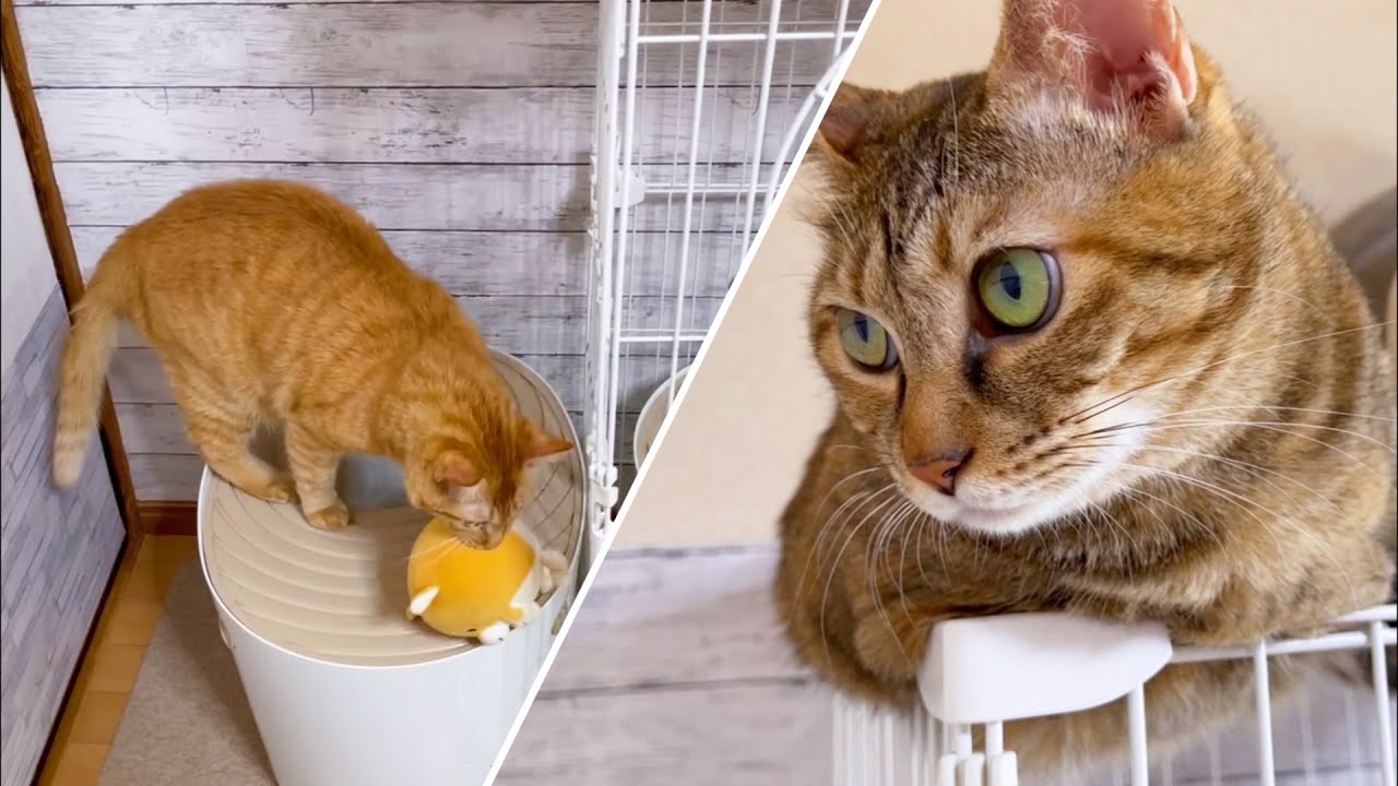 落とした物を拾ってくれる猫が可愛すぎっ！