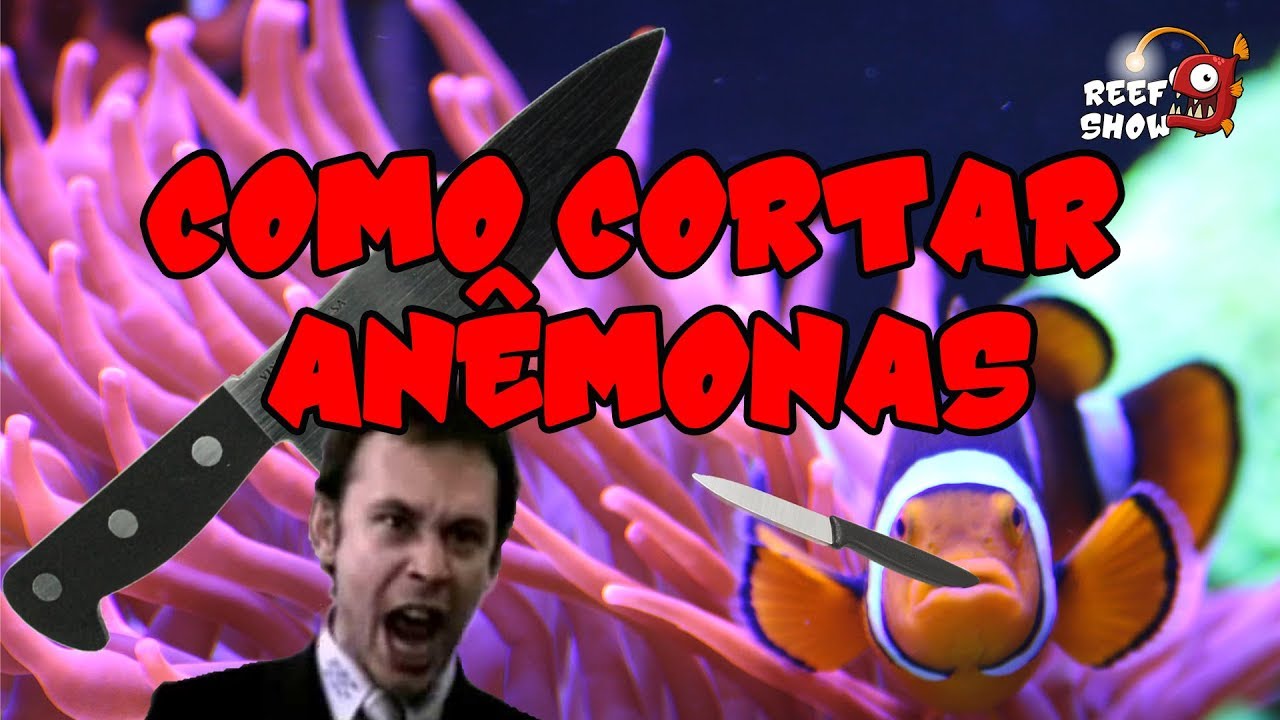 Como CORTAR sua ANÊMONA - Reef Show #61 - Aquário Marinho