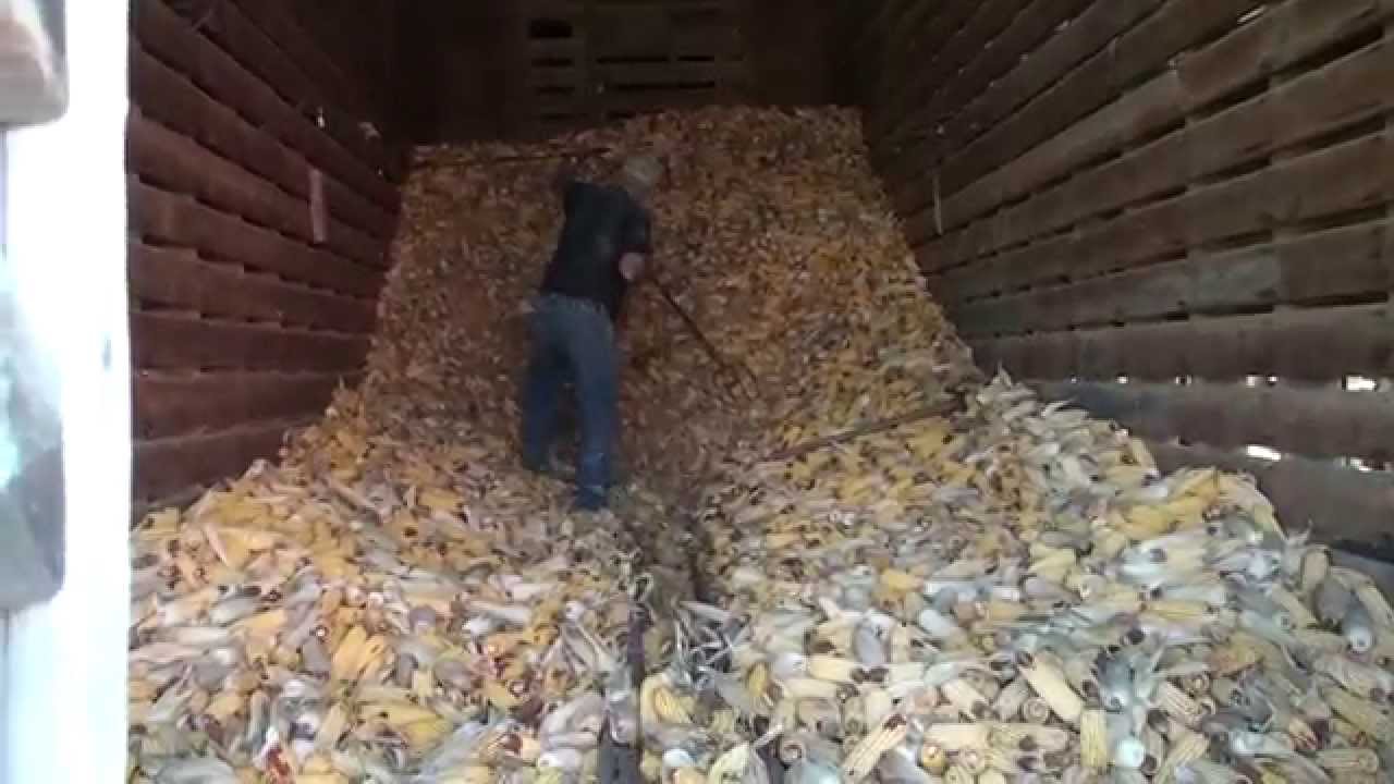 Conveying Corn Out of Corn Crib