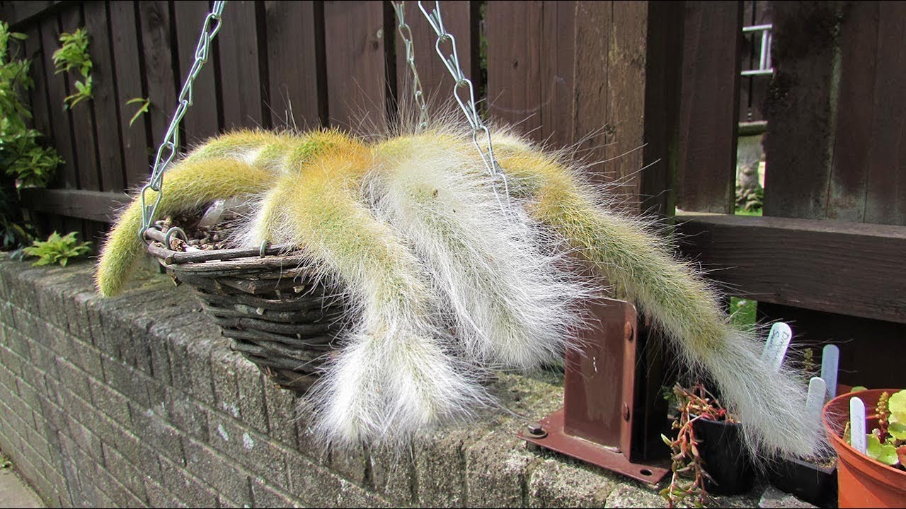 Re potting my Cleistocactus colademononis  - Monkey Tail Cactus into a Hanging Basket