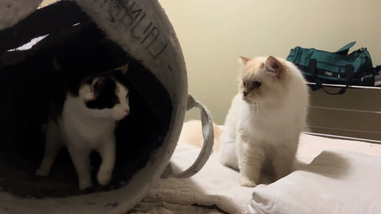Bailey & Cinnabon Talking (After not seeing each other for 3 Days) - October 14th, 2024 -
