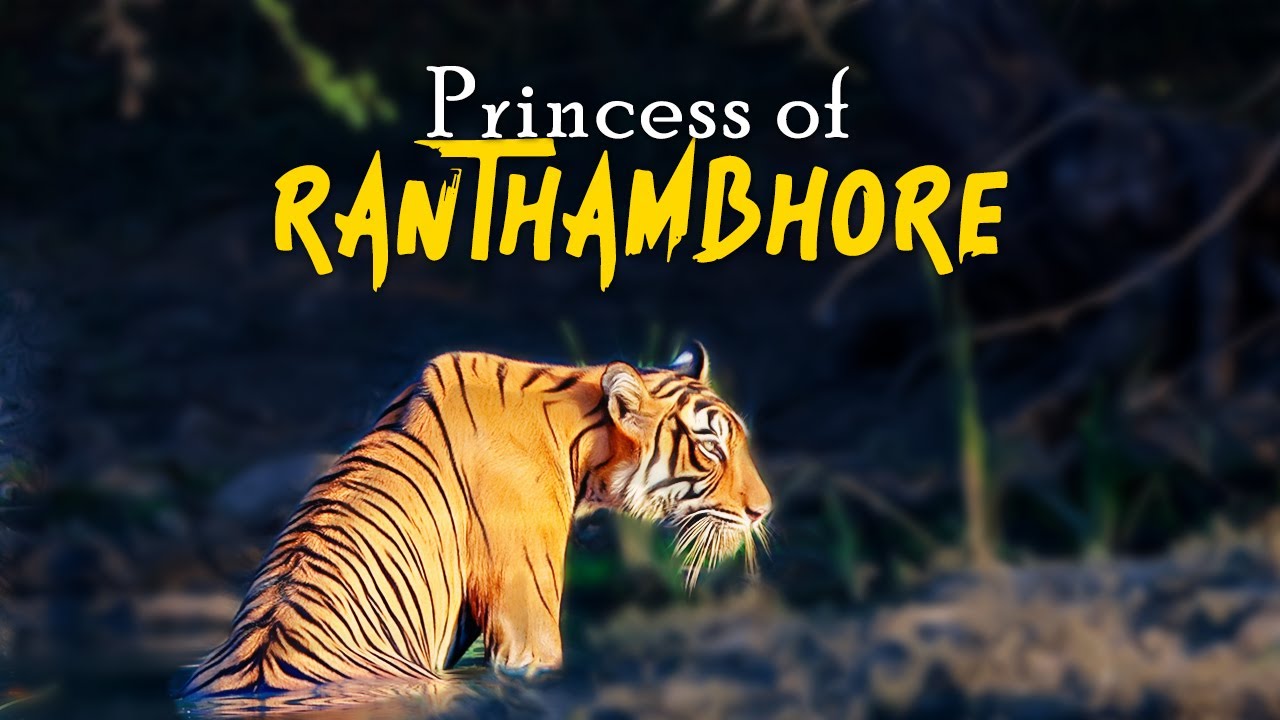 Ranthambore Zone 6 & 10 Safari - 4K Video