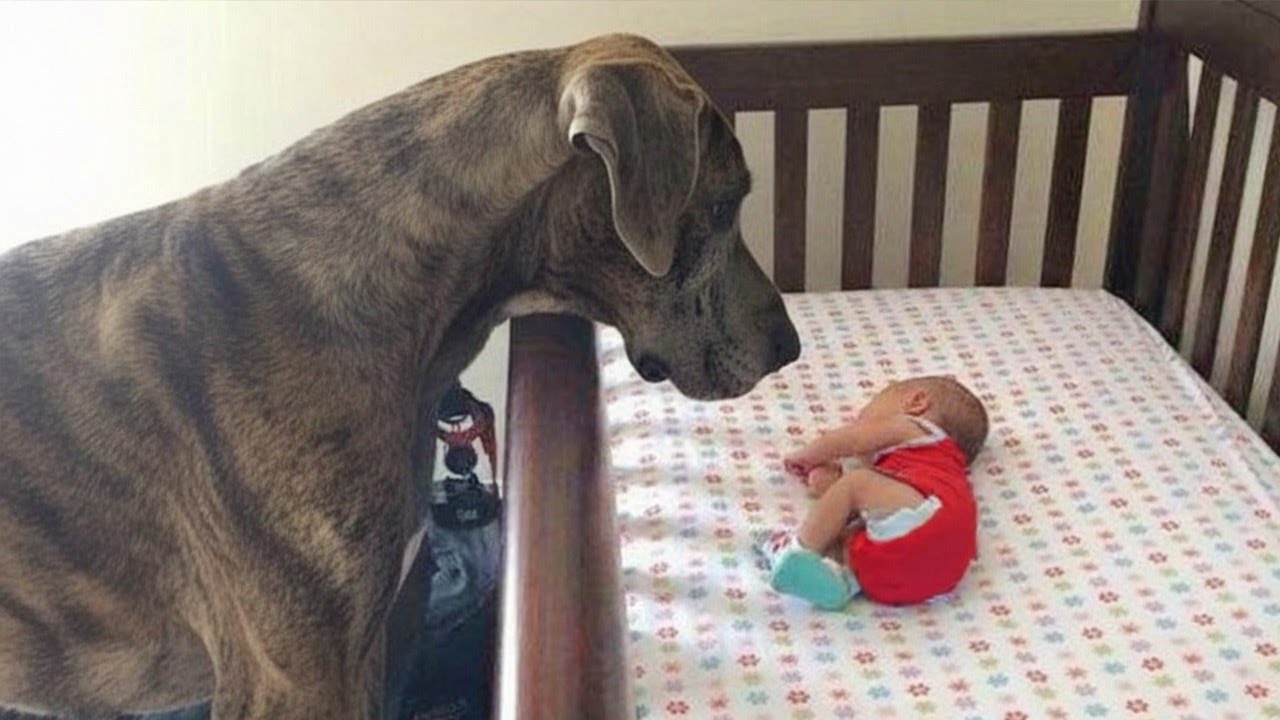 Adorable Dogs Protecting Babies Like Their Own Puppies | Dog and Baby Videos