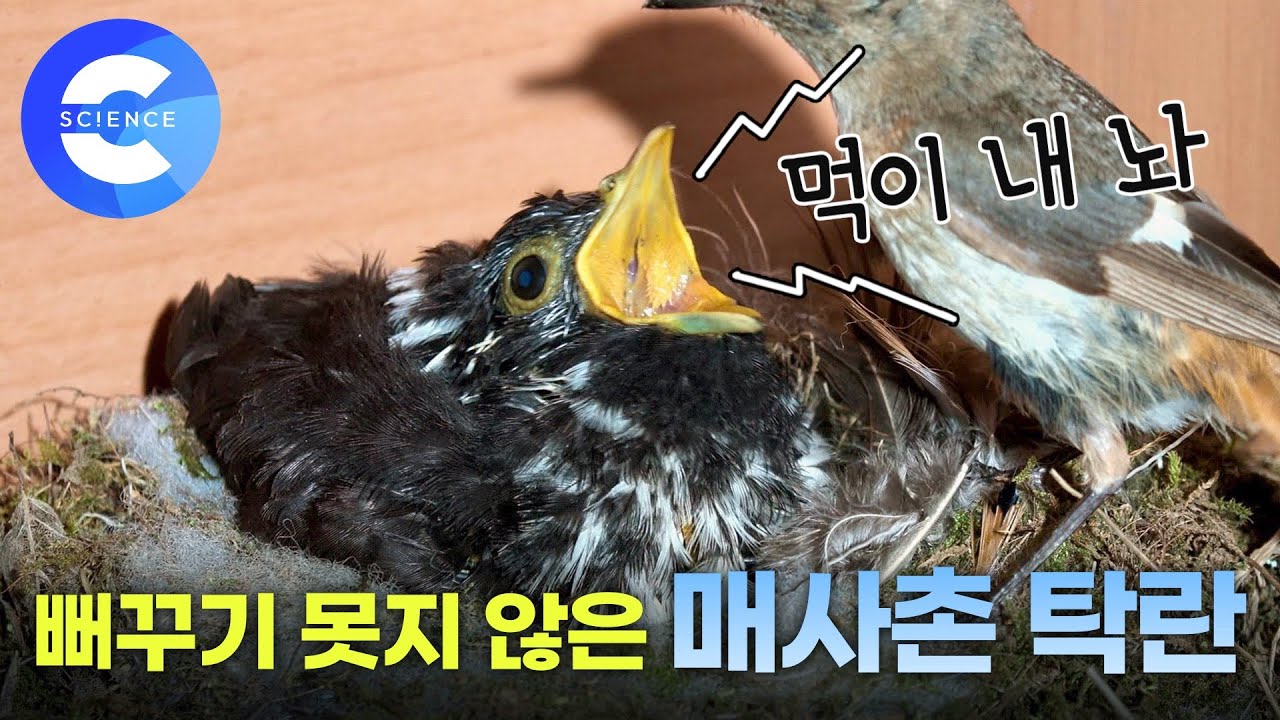 먹이를 두 배로 얻어내기 위해 속임수를 쓰는 매사촌 새끼