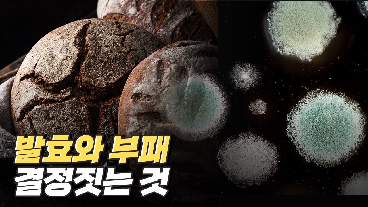 [핫클립] 발효와 부패의 차이는 무엇일까? / YTN 사이언스