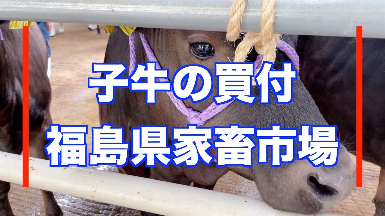 風が強い中、子牛の買付に福島県家畜市場に来ました🐂場所が変われば管理方法も変わります🕌厳選した子牛を大事に育てています。