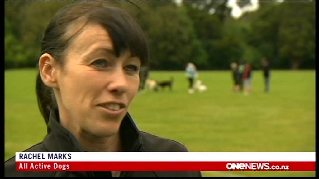 All Active Dogs on Tv1 news