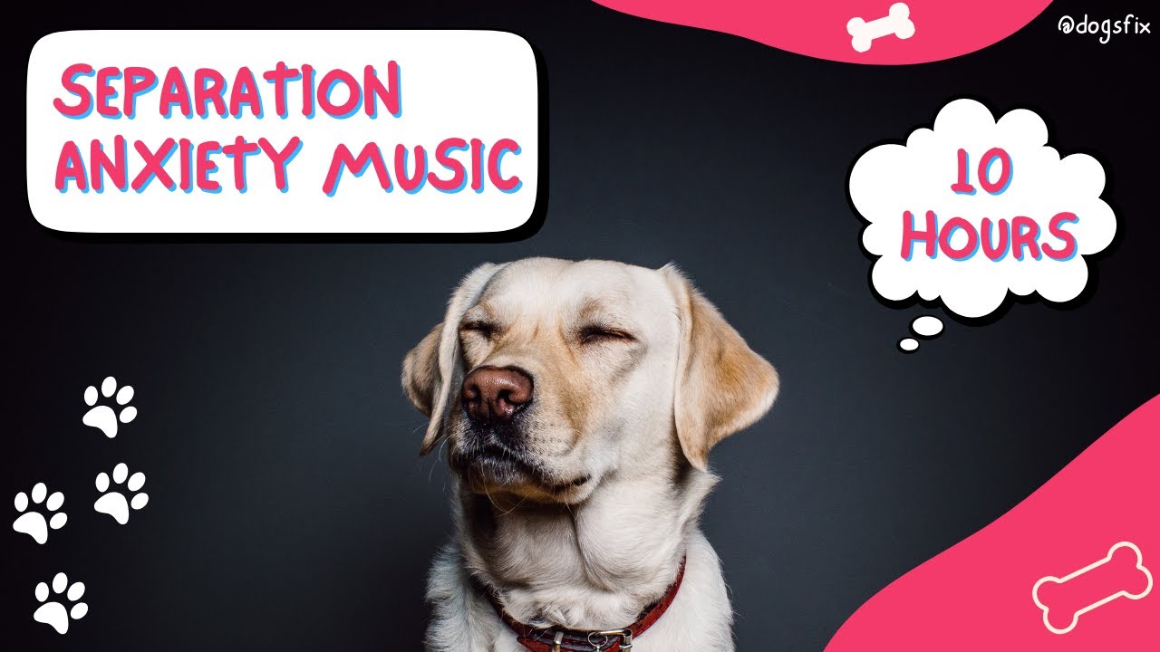 10 HOURS of Deep Separation Anxiety Music for Dog